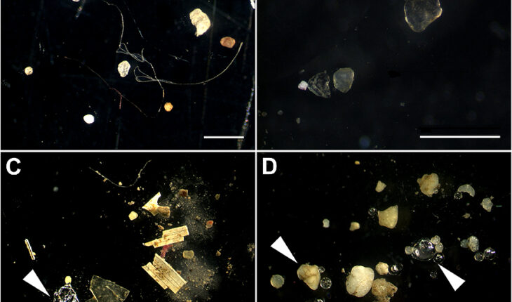Microplastics are not just polluting oceans but contaminating soil too: New study reveals