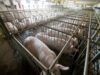 Delhi govt bans cruel gestation crates used to confine pigs