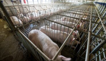 Delhi govt bans cruel gestation crates used to confine pigs