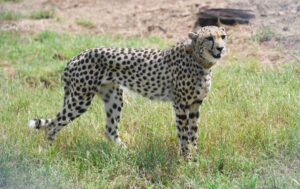 PM Narendra Modi releases wild Cheetahs in Kuno National Park